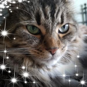 Meet your Posher, Daphine